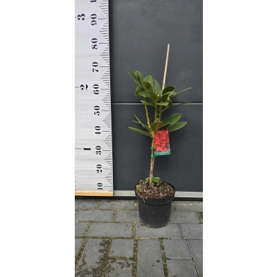 RÓŻANECZNIK na pniu 'rhododendron' CZERWONY